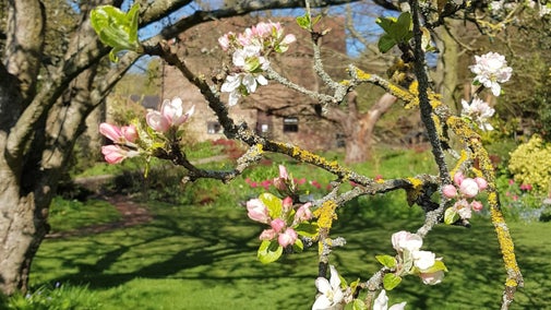Brightly lit by sunshine, lichen-covered branches sport clusters of white and pink apple blossom between young green leaves. Lawns, flowerbeds and some buildings of Crook Hall are in soft focus in the background.